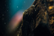© dmitriydanilov62 - catfish in the aquarium