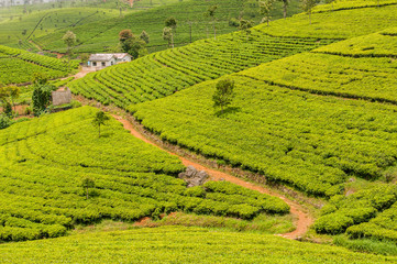 Beautiful landscape with tea plantation in Sri Lanka.