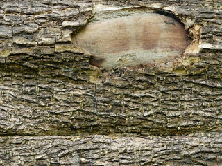 Sticker - Tree bark texture