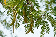 Gleditsia triacanthos - Amerikanische Gleditschie,  Dreidornige Gledischie, Honigdorn, Lederhülsenbaum, Falscher Christusdorn