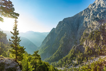 Samaria Gorge Forest In Mountains Pine Fir Trees Green Landscape Background