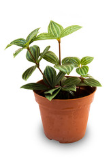 Tree pots decoration on white background