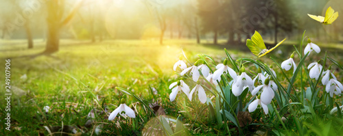 Cuadros en Lienzo Easter background with fresh spring flower and yellow butterfly