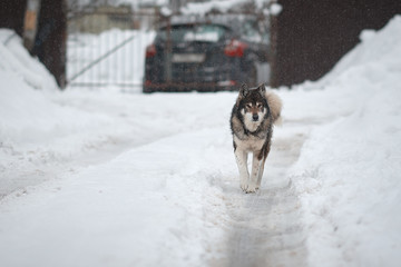 Wall Mural - dog in the snow