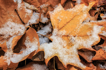 Wall Mural - fallen leaf on snow , dry leaf on snow