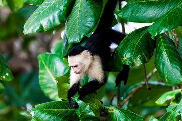 capuchin monkey, Cahuita National Park, Costa Rica, Central America