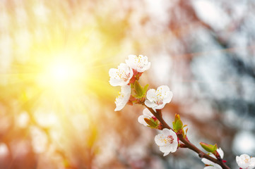 Wall Mural - flowers apricot tree in spring close up