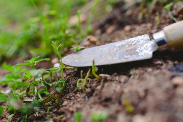 Small  shovel isolated over a garden in spring to perform cleaning tasks in the garden.