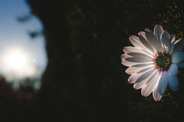 Wall Mural - Pretty and delicate pink flower on dark background illuminated from behind.