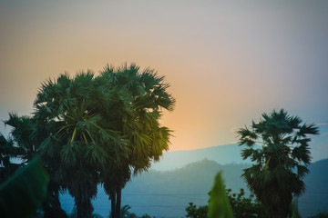 Wall Mural - Silhouette of sugar palm trees after sunset, with colorful sky and mountain background. Silhouette palm tree on sunrise with colorful twilight sky on the mountain.
