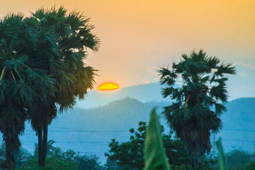 Wall Mural - Silhouette of sugar palm trees after sunset, with colorful sky and mountain background. Silhouette palm tree on sunrise with colorful twilight sky on the mountain.