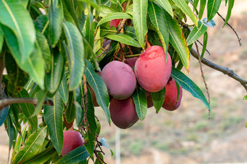 Wall Mural - Tropical mango tree with big ripe mango fruits growing in orchard on Gran Canaria island, Spain. Cultivation of mango fruits on plantation.