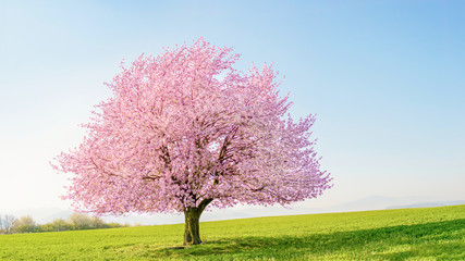 Flowering sakura tree cherry blossom. Single tree on the horizon with white flowers in the spring. Fresh green meadow with blue sky.