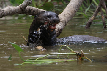 Wall Mural - Giant Otter