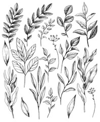 Wall Mural - hand drawn leaves of wild plants set