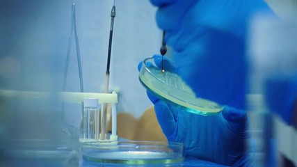 Poster - Collect bacteria from a Petri dish with a microbiological loop. Scientist collects bacteria from the nutrient medium.