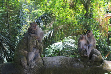 monkey forest 