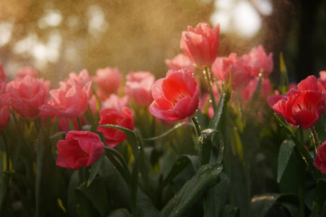 Wall Mural - Close-up of beautiful coral orange tulip flowers with water drops in garden of evening mist with spraying water on flower field background in warm tone morning or evening sunlight.