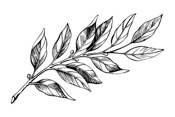 Laurel branch sketch vector 