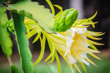 Beautiful dragon fruit flower is blooming with young green dragon fruit bud on tree. Organic raw green dragon fruit flower hanging on tree.