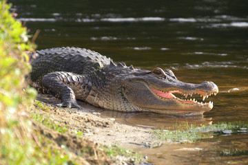 Wall Mural - Alligator laying near a pond with its mouth open.