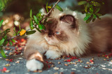 Fototapeta Dziecięca - Cute Persian cat resting in the garden with sun.