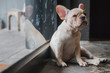 © bzjpan - Sleepy French Bulldog puppy sits on the floor near the glass door.