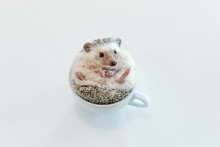 Young Pet African Dwarf Hedgehog On A White Table In A Cup