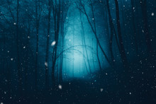 Mystical Dark Blue Foggy Forest With Snowflakes. 