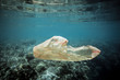Plastic bag drifting over coral reef underwater