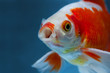 Bright spotted red and white freshwater fish in fishtank close with mouth wide open looking at cam, Face portrait on blue backdrop