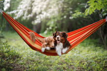 Two Cute Dogs Lying In A Hammock In Nature. Rest With A Pet, Nova Scotia Retriever And Australian Shepherd