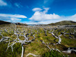 © Westend61 - Chile, Patagonia, Torres del Paine National Park, dead trees