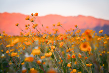 Desert Superbloom Flowers In Anza Borrego State Park