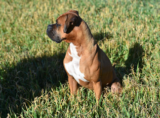 boxer dog