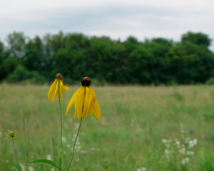 Two yellow gray-headed coneflowers in an open field with trees and cloudy sky