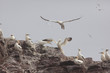 gannet bird bass rock farne island north sea