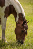 Fototapeta  - horse eating green grass