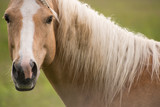 Fototapeta Konie - portrait of a horse