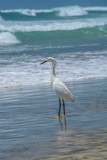 Fototapeta Konie - great white egret on the beach