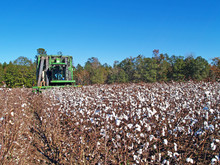 A Cotton Picker Following The Rows And Picking Cotton.