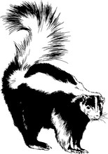 American Skunk Furry And Striped Drawn In Ink Freehand Sketch Logo
