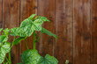 green plant on wooden wall background with copy space for text.