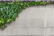 green creeping plant on the wall with space for text
