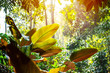 green nature rain forest tropical green tree with sun flare in morning for background.