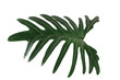 Green tropical leaf on white background with path, Philodendron xanadu Croat.