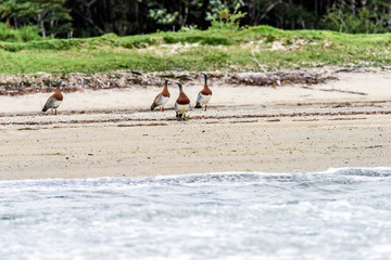 Canvas Print - Chilean Geese