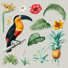 Macaw Foliage Illustration