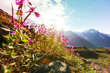 Canvas Print - Mountains meadow