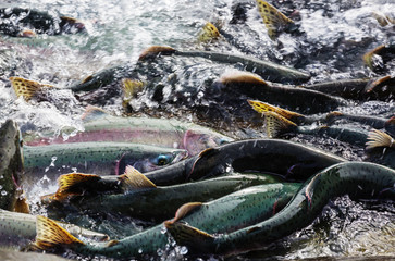 Spawning salmon